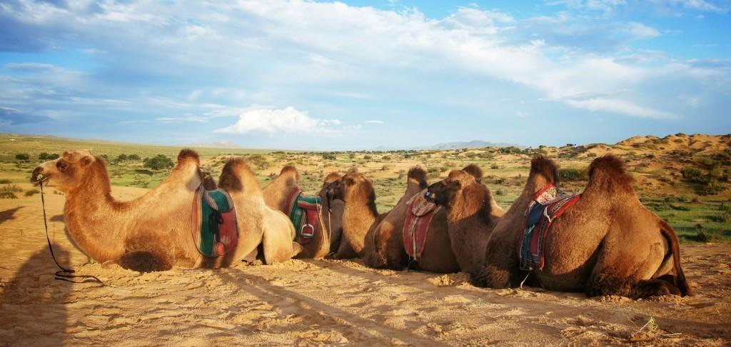 Majestic Gobi Tour Operator And Guest House Ulaanbaatar Exterior photo